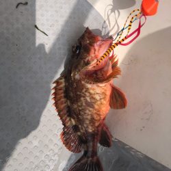 オフショア 明石タコ タイラバ