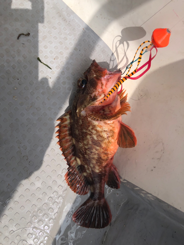 オフショア 明石タコ タイラバ