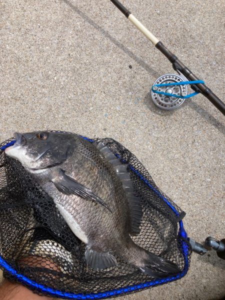 穴釣り&チヌヘチ釣りダブルヘッダー…