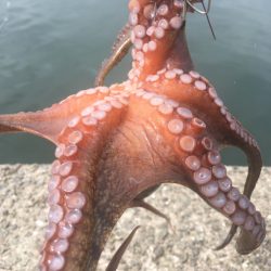 【タコフィネス】 タコエギをノーロストで連…