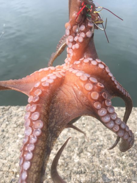 【タコフィネス】 タコエギをノーロストで連…