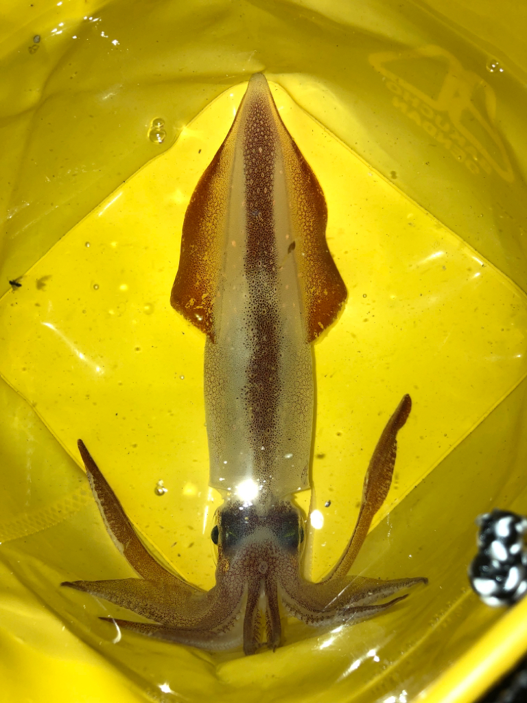 【串本】春イカ捜索