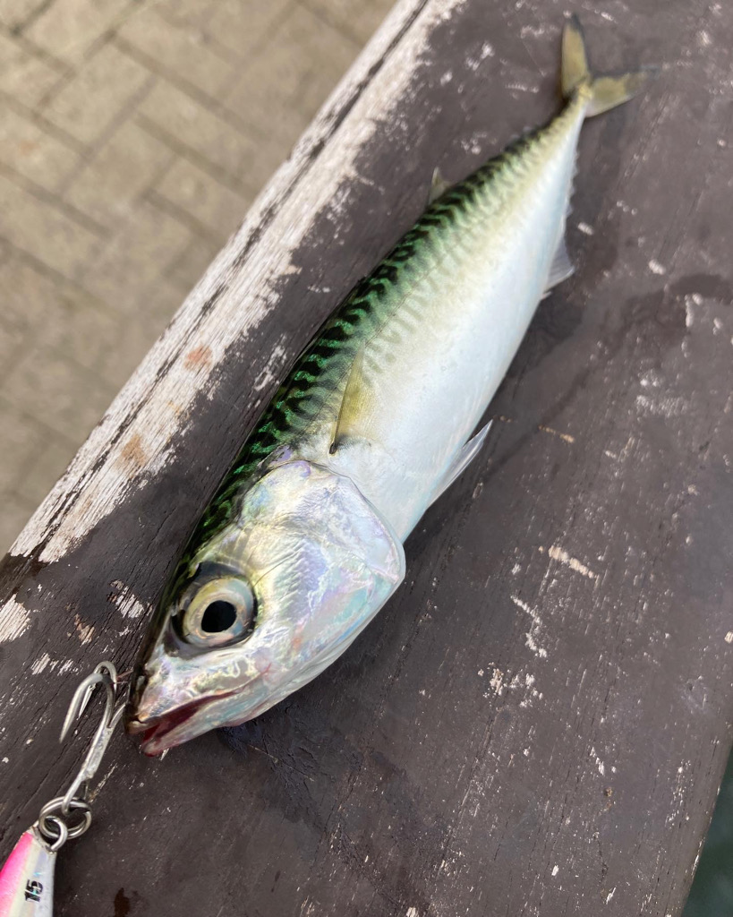 雨上がり大阪湾奥。中鯖1匹。小鯖∞