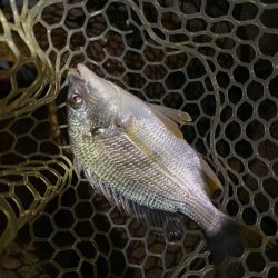 淀川ブリームゲーム