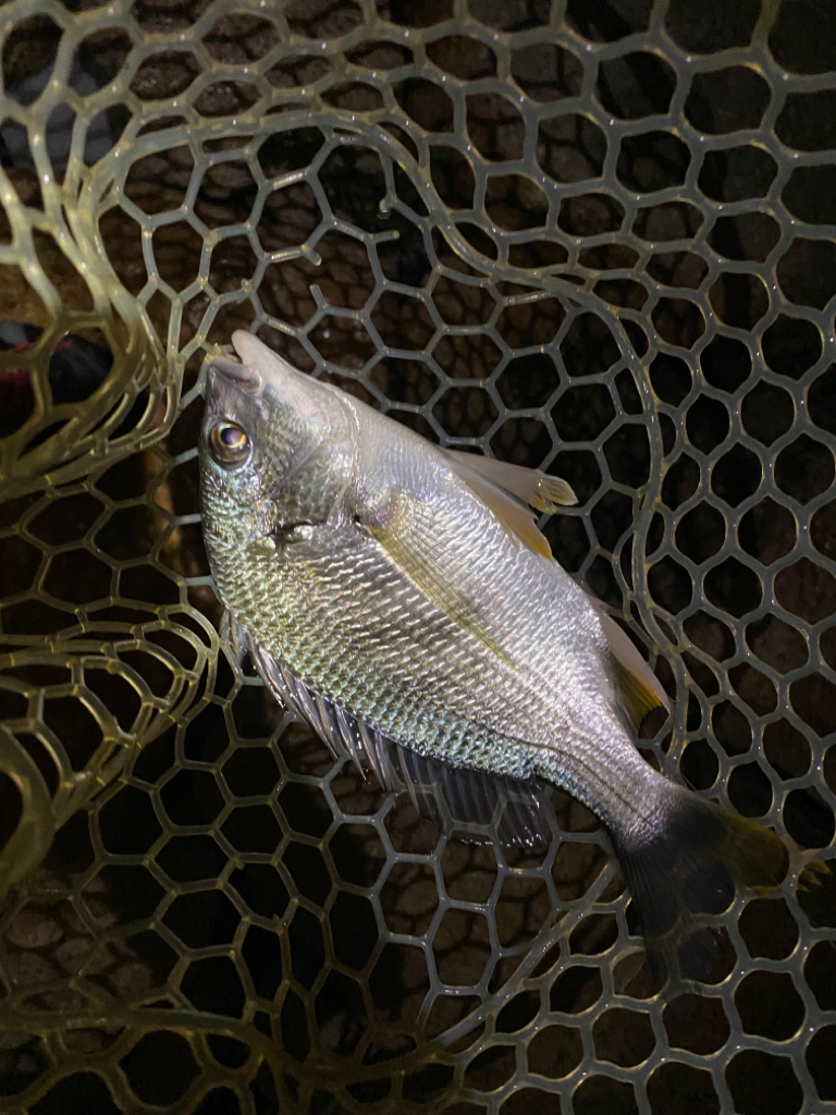 淀川ブリームゲーム