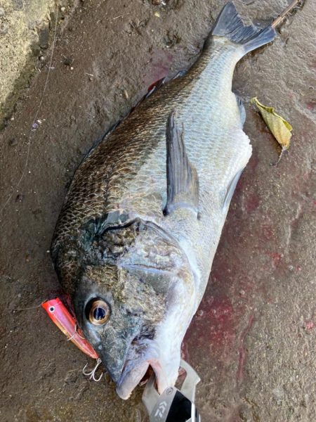 トップチニング 最盛期