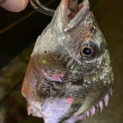 ヘチってきました