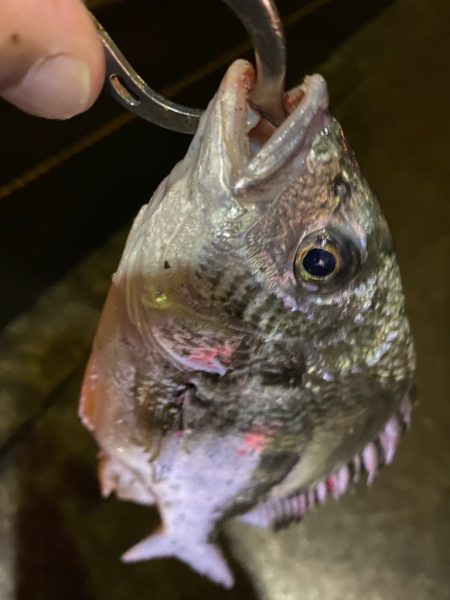 ヘチってきました