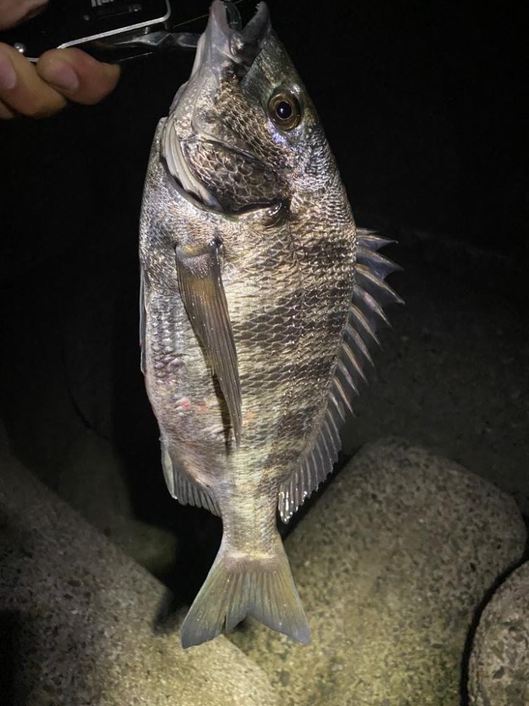 チニング  10匹釣るまで帰れません