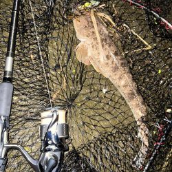 まさかのマゴチ！！