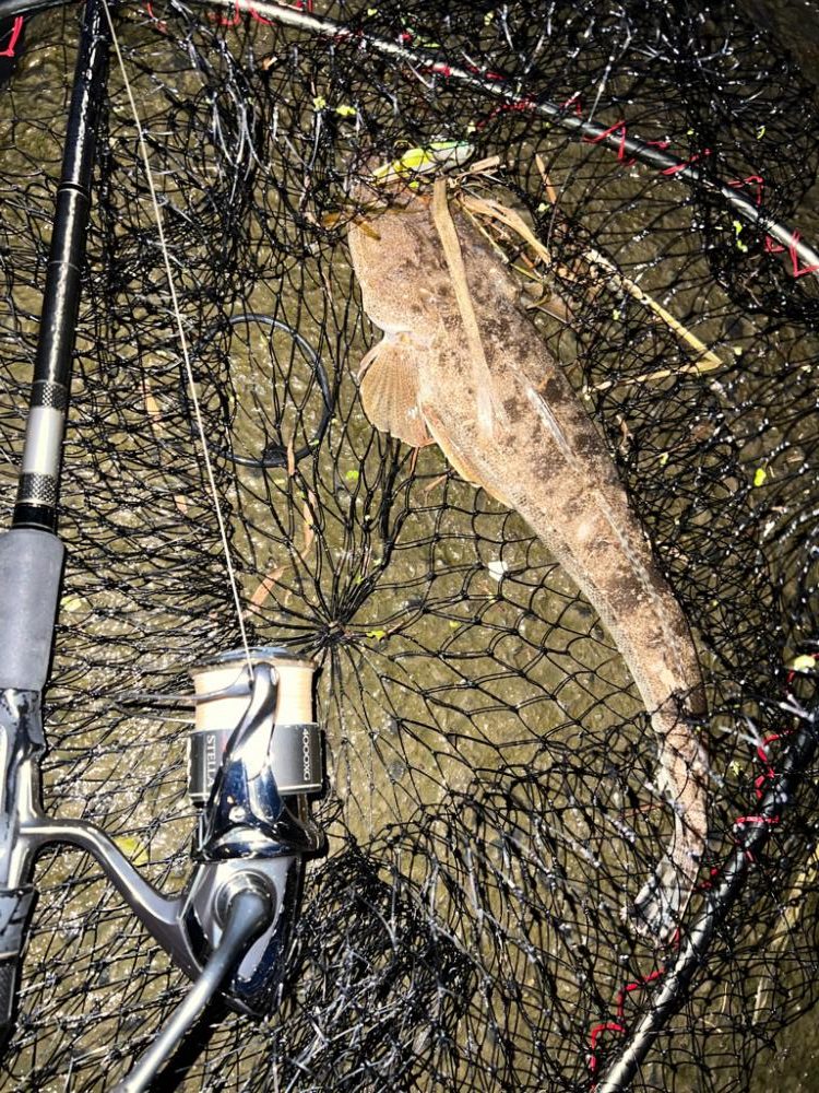 まさかのマゴチ！！