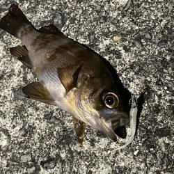 サイズは出ないけど…