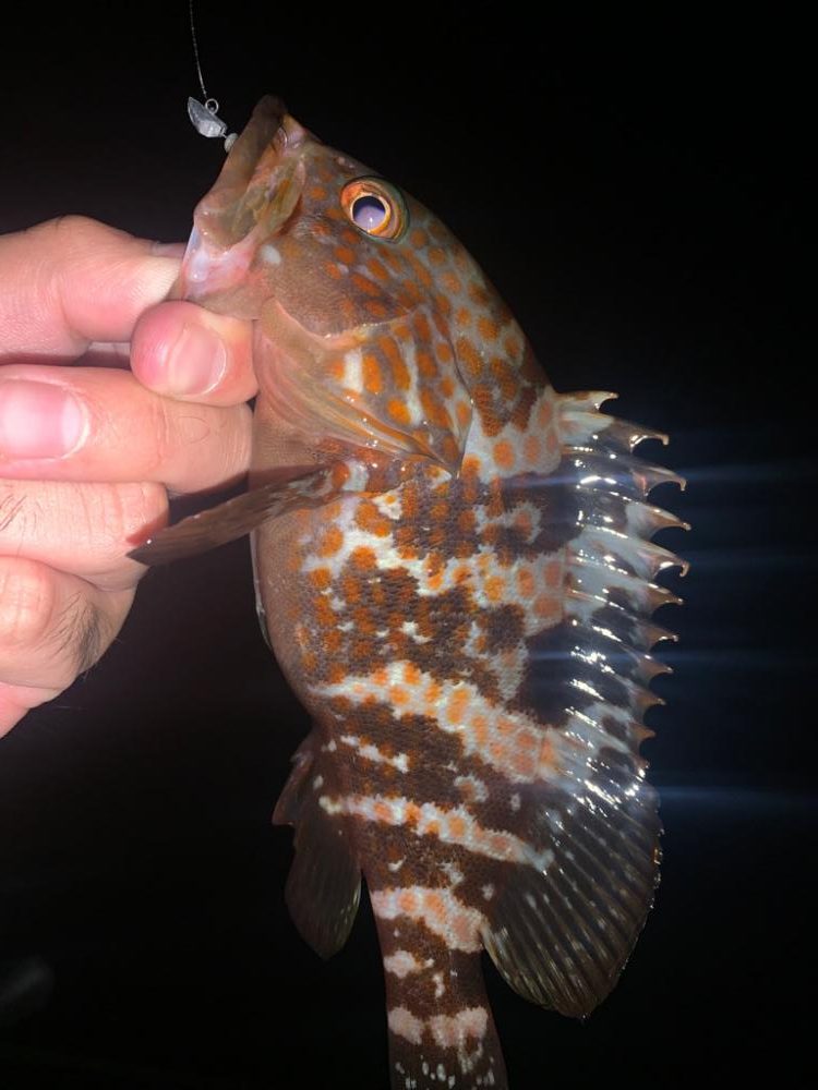 アジング!小悪魔ジグヘッドにて