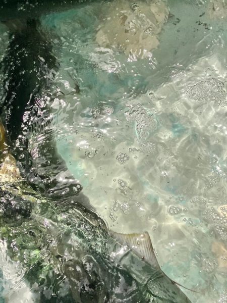 スーパーライトジギング