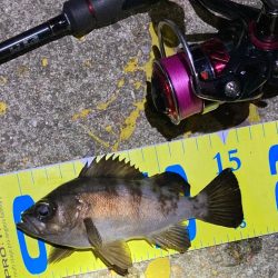 梅雨の戻りメバリング