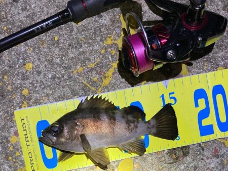 梅雨の戻りメバリング