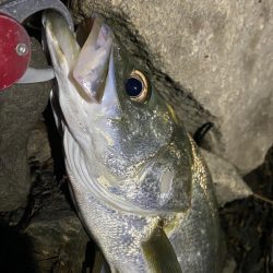 リバーシーバス