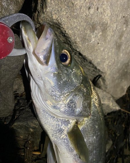 リバーシーバス