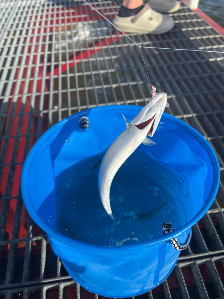 尼崎魚釣り公園