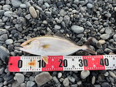 静岡サーフでショゴ