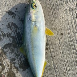 親子ライトショアジギング