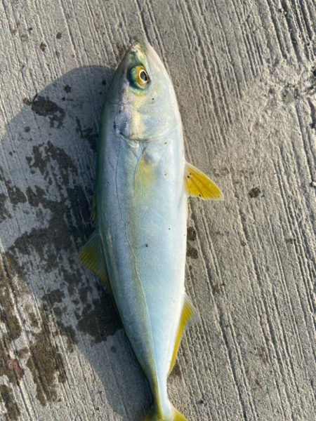 親子ライトショアジギング