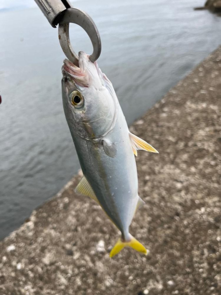 青物シーズン到来