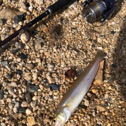 ちょい投げでフグ皆無で安心