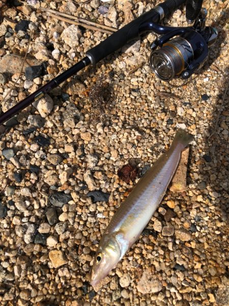 ちょい投げでフグ皆無で安心