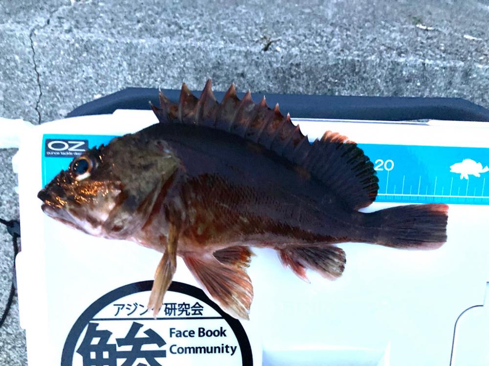 ニガ潮が残ってる感じでした