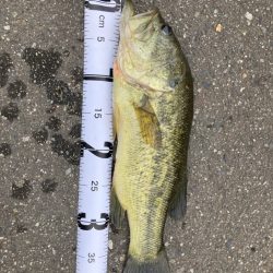 淀川短時間釣行