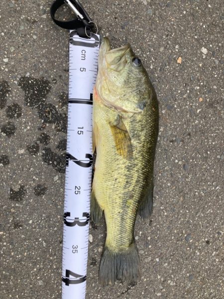 淀川短時間釣行