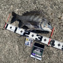 今回はこの配合 フカセ釣り