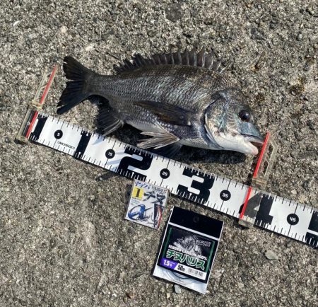 今回はこの配合 フカセ釣り