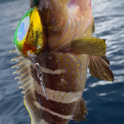 マイボートでアマダイ釣り