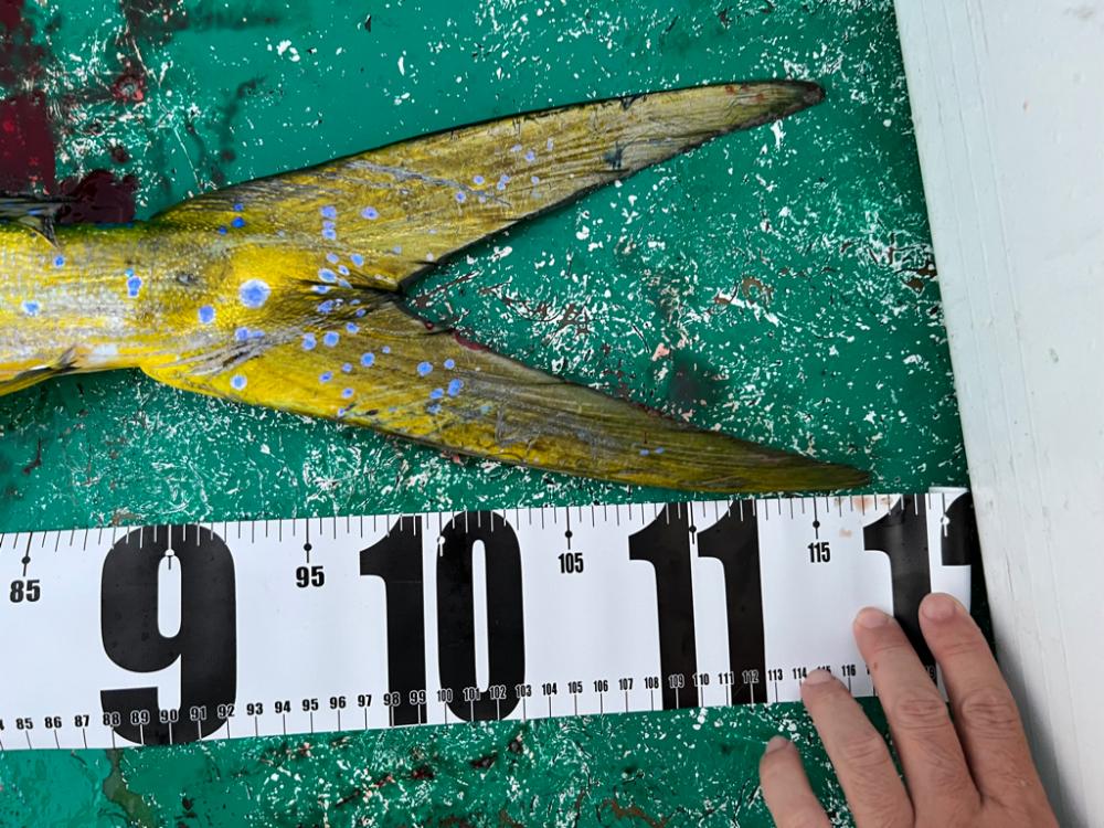 １１７センチ！モンスターハンター（笑）