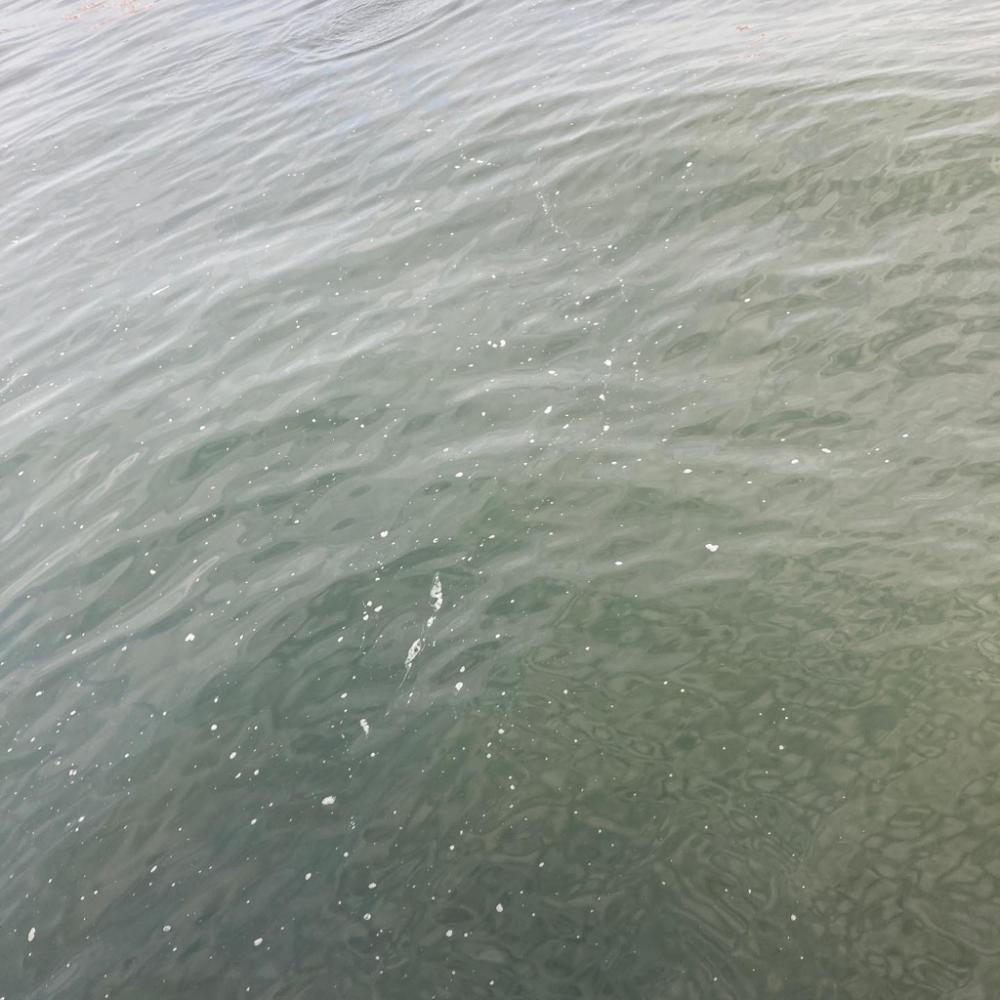 ツバス消え。蛸散歩するも。。