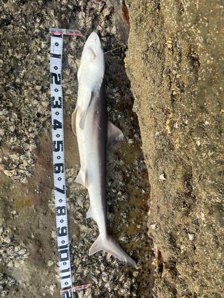 アオリイカ！キロアップ！！とサメ