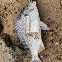 淀川チニング  夕方1時間勝負