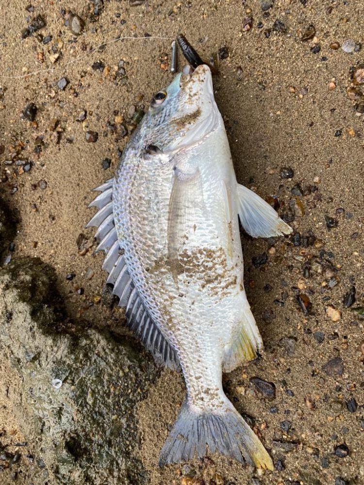 淀川チニング 夕方1時間勝負