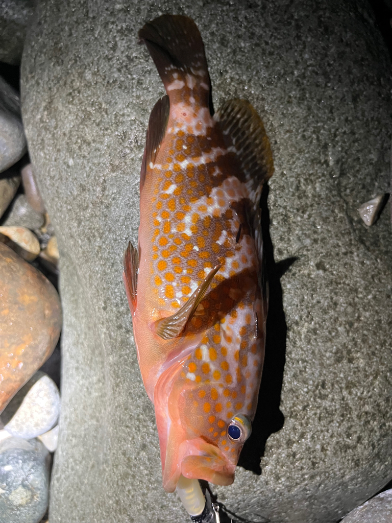 魚も夏バテか?