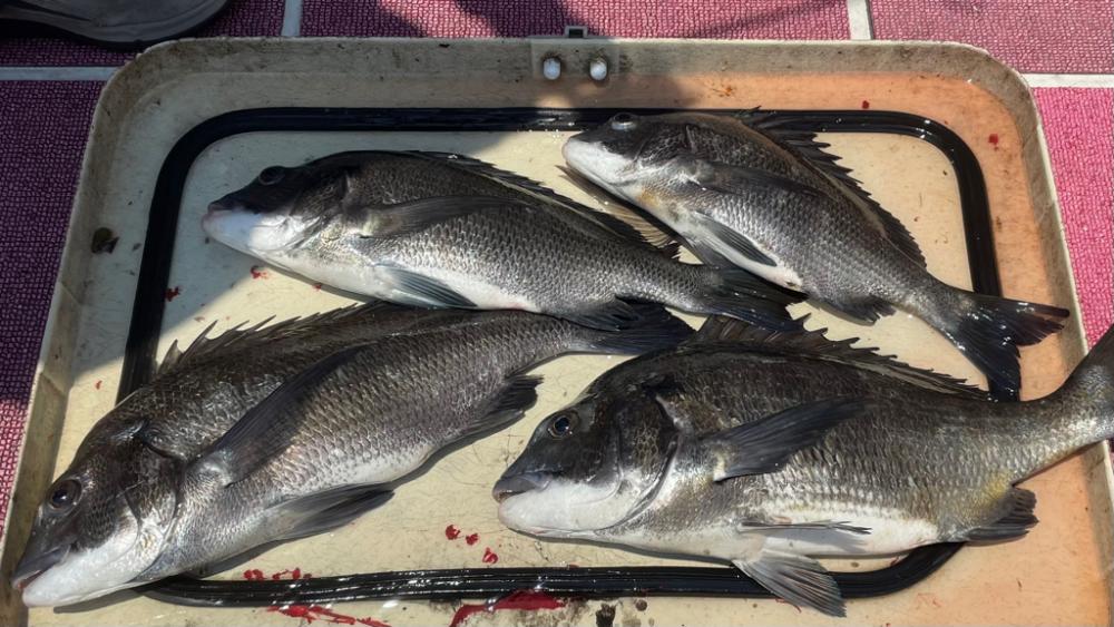 暑いわ 渋いわ(涙)