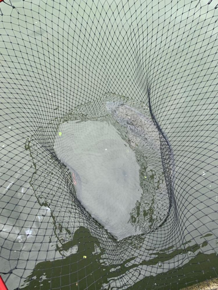 チヌにマゴチ！シーズンインのお知らせ？