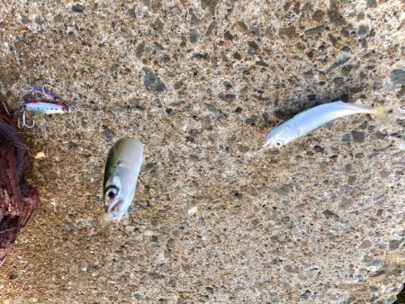 マキマキ＋ジグサビキで美味しいアジゲットにゃ！