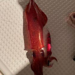 敦賀イカメタル