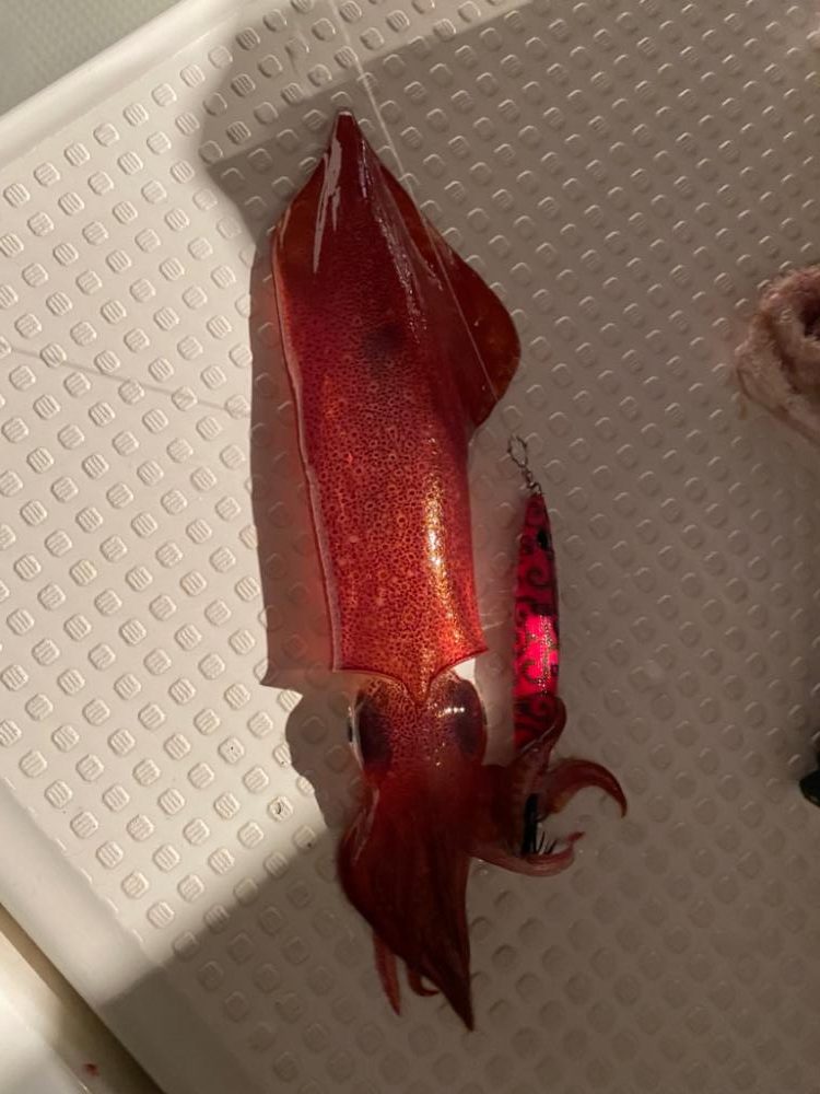 敦賀イカメタル