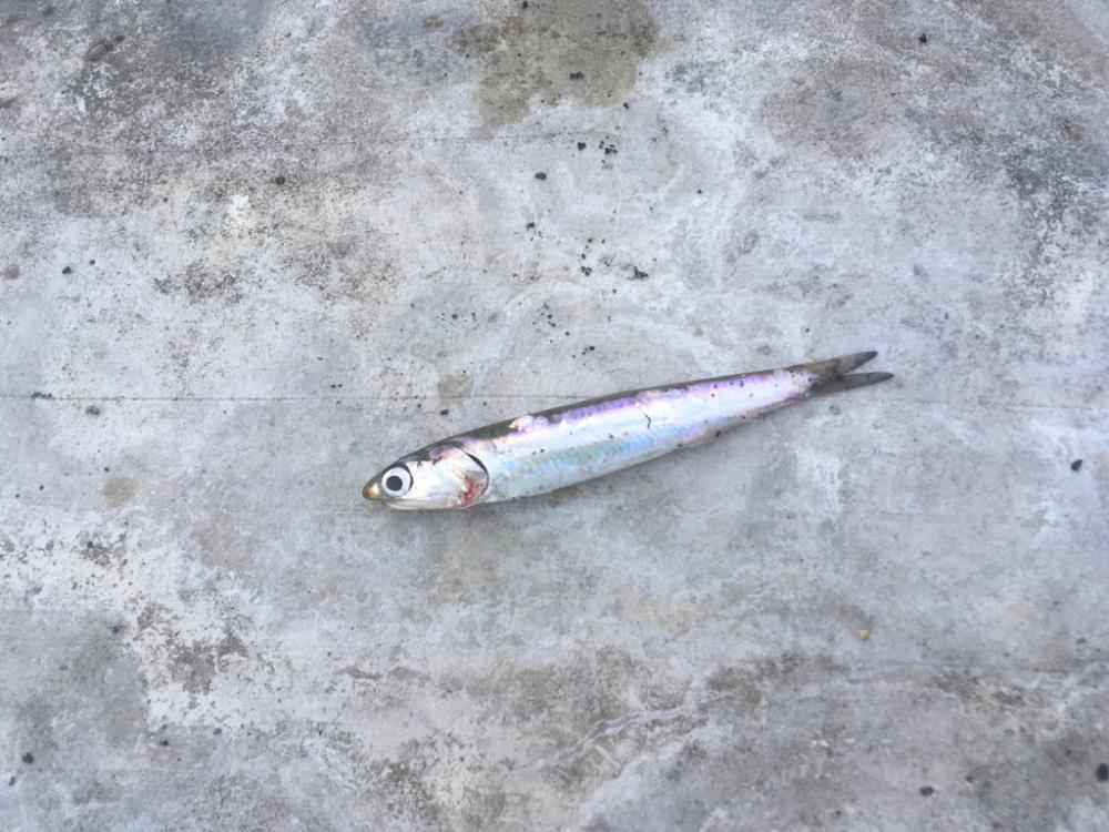 大雨後の状況は‥？