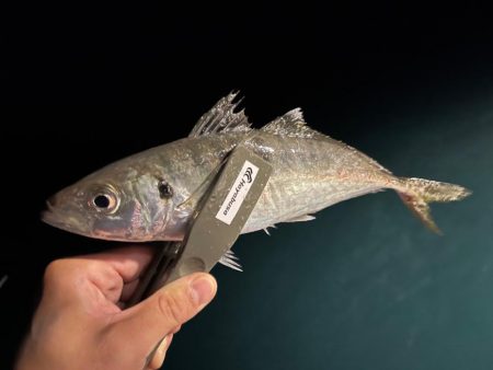 初のバチコン&イカメタル！