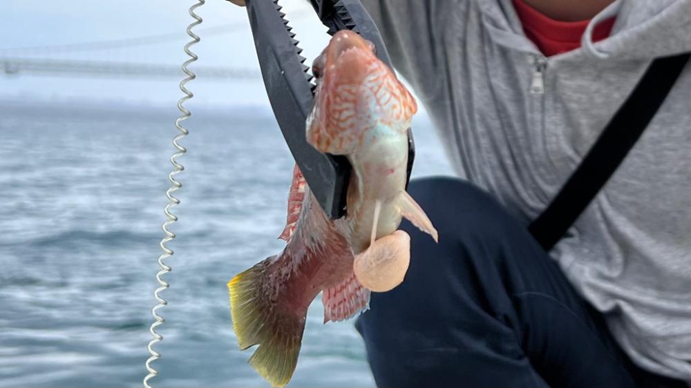 ショアジギング　餌釣り　岩屋一文字