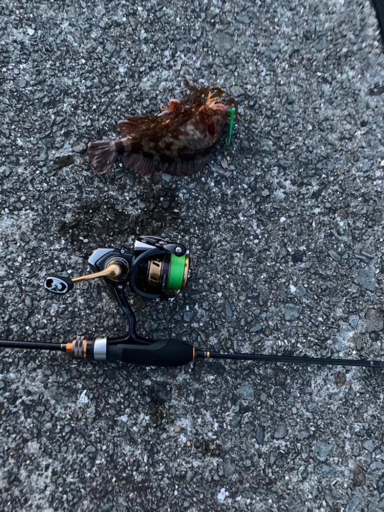 豆アジング初成功！